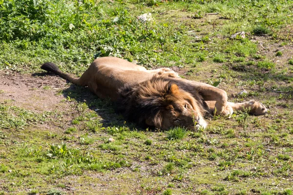 Leão dormindo ao sol — Fotografia de Stock