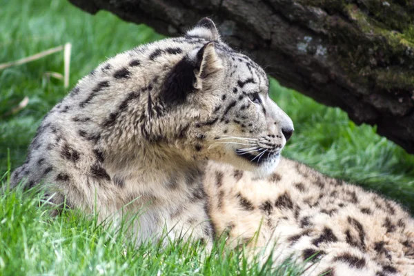 Kar leoparı dinlenme, uzağa arıyorsunuz — Stok fotoğraf