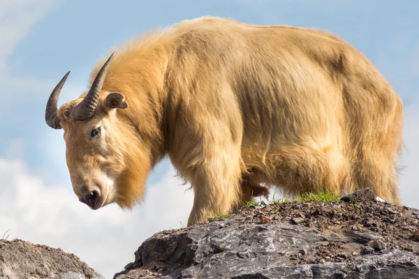 不丹秦岭的羚牛 — 图库照片