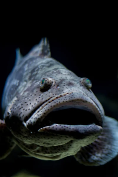 Malabar orfoz balığı, ağzı açık — Stok fotoğraf