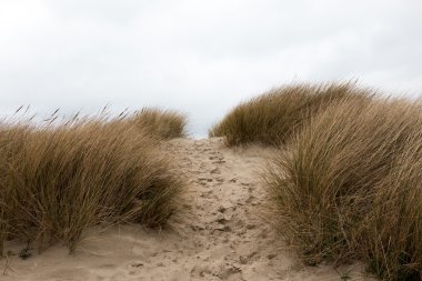 Kum kumlu çim tepeleri arasında izinden