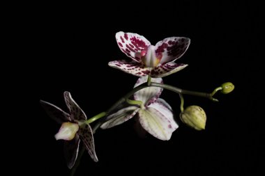 Benekli orkide Phalaenopsis karşı bir siyah arka plan file13