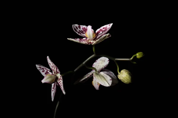 Orchidée tachetée Phalaenopsis sur fond noir21 — Photo