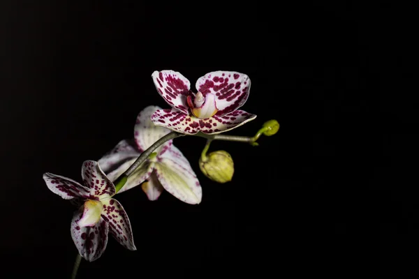 Gefleckte Orchidee phalaenopsis vor schwarzem Hintergrund Datei26 — Stockfoto