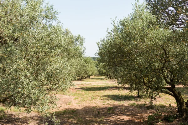 Oliveto nella soleggiata Europa meridionale — Foto Stock