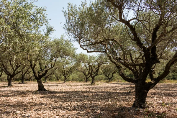 Oliveraie ensoleillée du sud de l'Europe — Photo