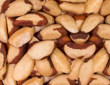 Bertholletia fındık doku