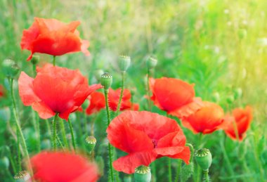 Sunny Scene 'de Gelincikler Tarlada