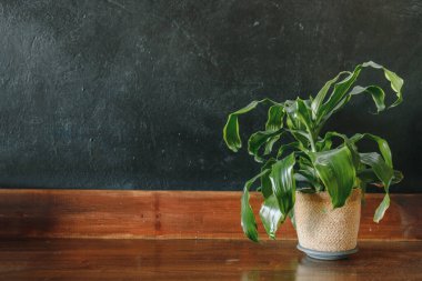 Ahşap rafa yerleştirilmiş dracaena. Telif alanı olan siyah duvar arka planı.