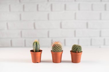 Bir tencerede üç küçük kaktüs, içi bembeyaz..