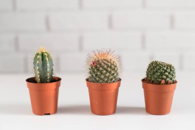 Bir tencerede üç küçük kaktüs, içi bembeyaz..