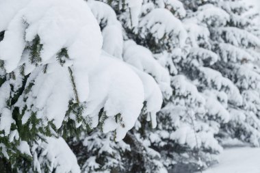 Kış ormanlarında karlı köknar dalları