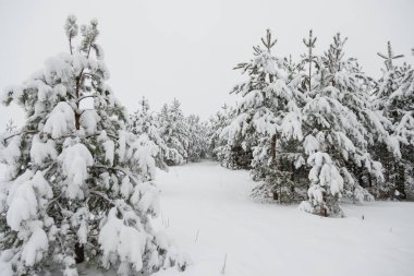 Ağaçlar ormandaki kar ve kırağı kaplıyor.
