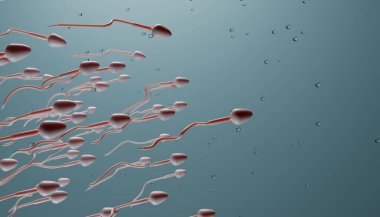 Sperm hücreleri akar. Döllenme ve liderlik kavramı.