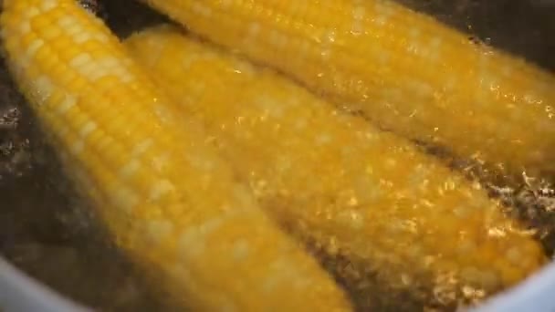Le pannocchie di mais mature vengono bollite in acqua bollente in una casseruola. — Video Stock