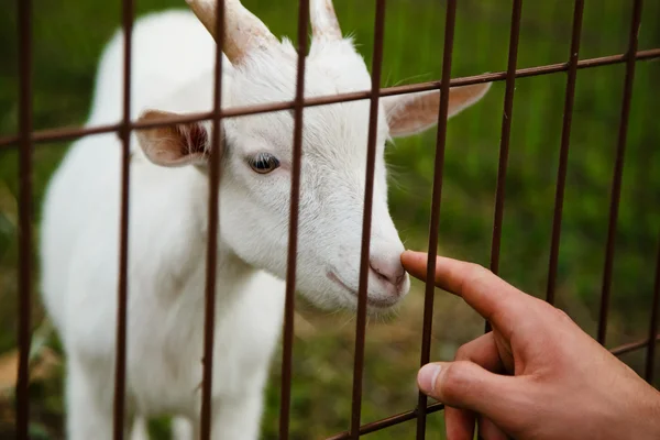 Cerca de la mano abrazando Saanen cabra en la cabeza —  Fotos de Stock