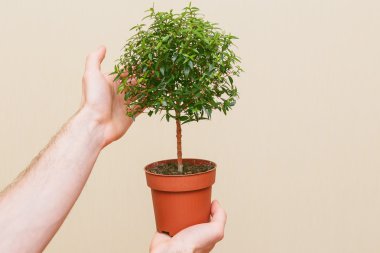 Yeşil ağaç tencereye holding eller