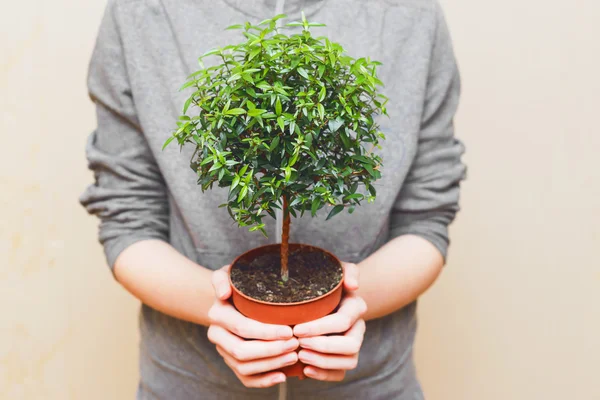 Hands holding green tree in pot — Stock Photo, Image