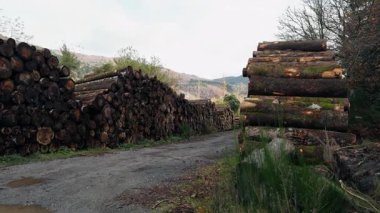 Doğada Sonbahar Manzarası 