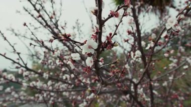 Beyaz çiçekli kiraz ağacının dalları .