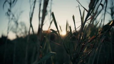 Kırsal bölgedeki Yeşil Bitkilerin Arkasında Günbatımı Wiew.