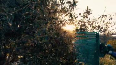 Zeytinlikte pnömatik tırmık var. Yüksek kalite 4k görüntü