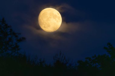 Dolunay, bulanık ağaç siluetlerinin üzerinde parlayan, yumuşak bulutlarla kısmen gizlenmiş..
