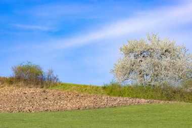 Bahar kırsalında kiraz çiçekleri, çalılar ve bir çayır. Çayırın bir kısmı sürülmüş..
