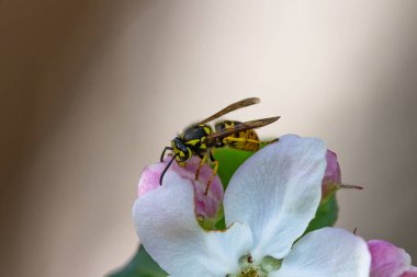 Elma çiçeğinin üzerinde oturan bir eşek arısı..
