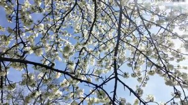 Bir kiraz ağacının çiçek açan dallarının altında güneşin ışınlarının içinden geçtiği bir manzara..