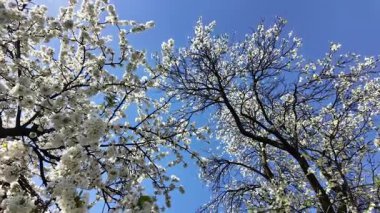 Kiraz ve erik ağaçlarının tomurcuklanan dalları, hafif bir rüzgarda hareket eder..