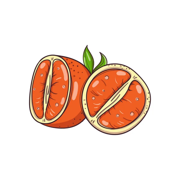 Hand drawn mandarins on white background — Vetor de Stock