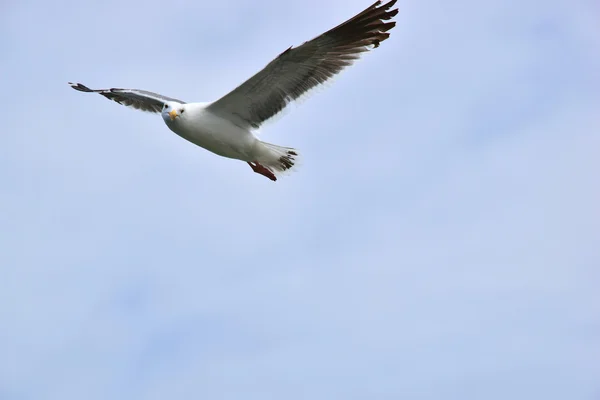 One seagull flying — Stock Photo, Image