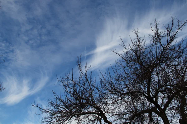 Cielo nublado y árbol sin hojas —  Fotos de Stock