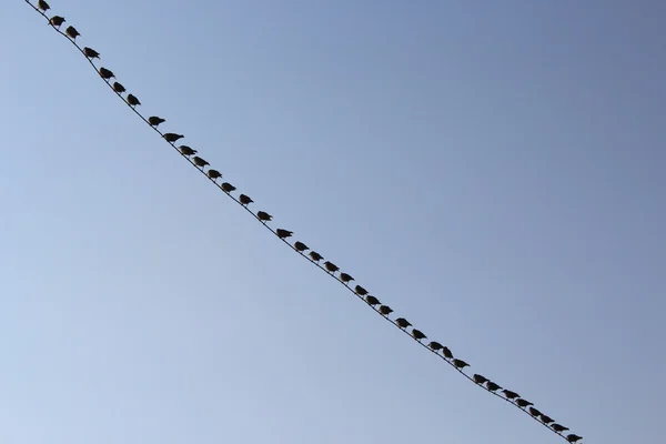 Aves em fio — Fotografia de Stock