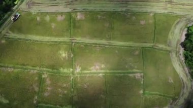 Pirinç tarlasında çalışan hasat makinesinin hızlandırılmış hava görüntüsü.