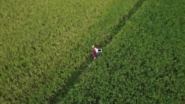 大規模な田舎の農場で熟した米を監視するデジタルタブレットを使用して アジアの農家の周りを飛んで空中ビュー — ストック動画