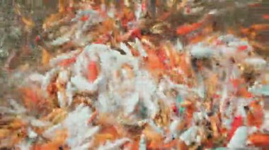 Renkli koi balığı ya da sazan balığı gölette yüzüyor..