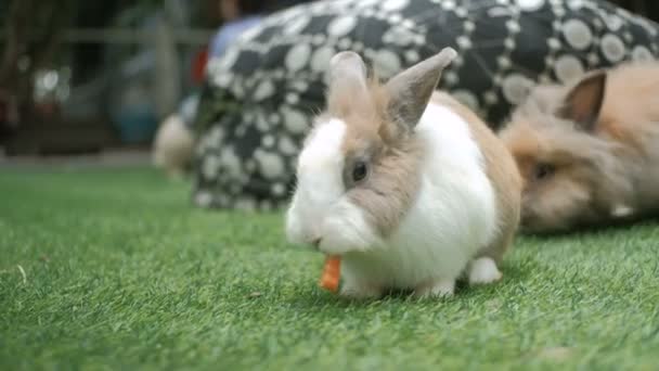 かわいいウサギのイースターふわふわのウサギ 赤ちゃんのウサギはニンジンを食べ 芝生の上で野菜 クローズアップ — ストック動画