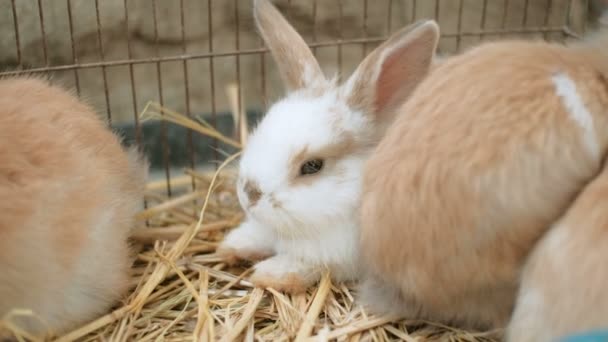 Groep Van Heerlijke Konijnen Met Pasen Pluizige Konijnen Baby Konijnen — Stockvideo