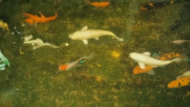 Coloridos Peces Koi Peces Carpa Nadando Estanque — Vídeos de Stock