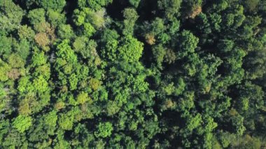 Kırsal alandaki güzel yeşil ormanın gökyüzü görüntüsünü oluşturuyorum..