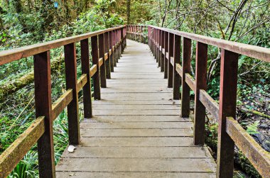 Tahta yol hill herdem yeşil orman içinde yürüyüş