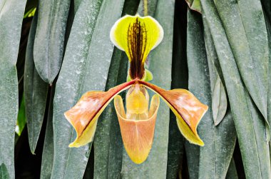 Paphiophidilum villosum orkide