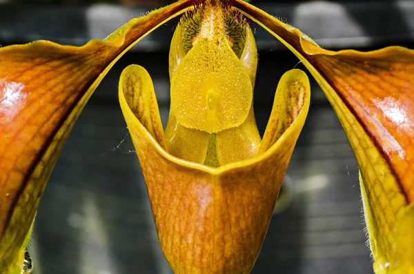 Paphiophidilum villosum orchidej — Stock fotografie