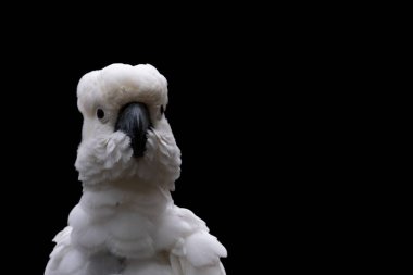 Siyah arka planda şirin beyaz bir papağan. Sülfür armalı Kakadu (Cacatua Sülfür)).