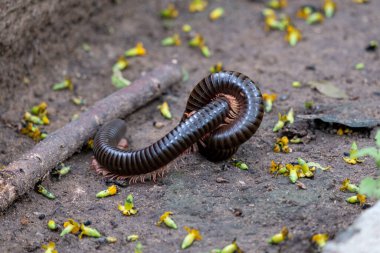 Kırkayak yerde ürüyor..