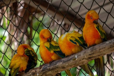 Dört güzel sarı papağan, ahşap kirişlerde dikilirken soğuyor..