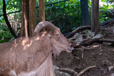 Hayvanat bahçesindeki dağ keçisi.