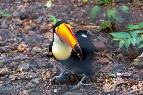 Oiseau Toucan Exotique Naturel Sur Zoo — Photo